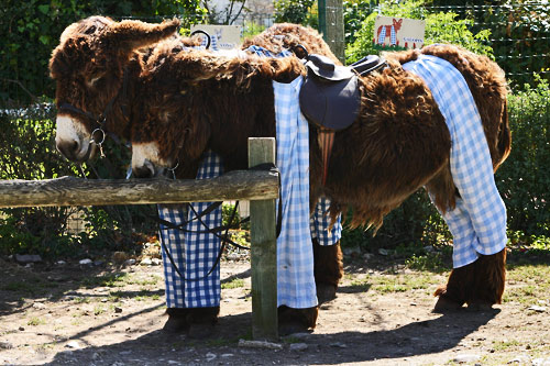 Photo de baudet du Poitou